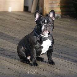 Maj, Kennel, Lemvig åbningstider