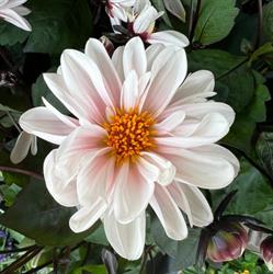 Klokkeblomst Brønshøj, åbningstider