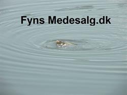 Fyns Medesalg, Aarup åbningstider