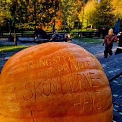 Ringsted Skovbørnehave, åbningstider