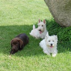 Kennel Blæsenborg I/S, Ringe åbningstider