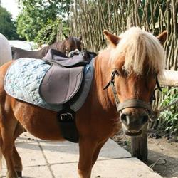 Fortunens Ponycenter, Kongens Lyngby åbningstider