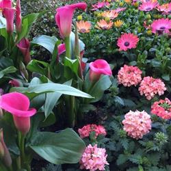 Pias Blomsterbinderi v/Pia Fischer, Gudbjerg Sydfyn åbningstider