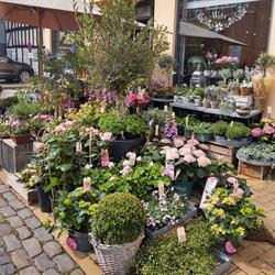 Blomstergalleriet Watz v/Trine Watz Helleland, Trine Watz, Svendborg åbningstider