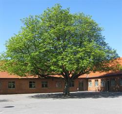 Blåvandshuk Skole, Oksbøl åbningstider