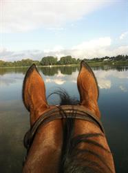 Healthy Horse, Skibby åbningstider