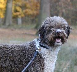 Mettes Hundesalon, Herlev åbningstider