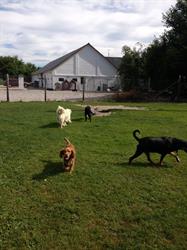 Guldlund Hundecenter, Vadum åbningstider