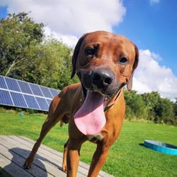 Den Lille Hundepension, Hurup Thy åbningstider