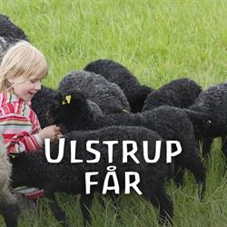 Ulstrup Får, Tureby åbningstider