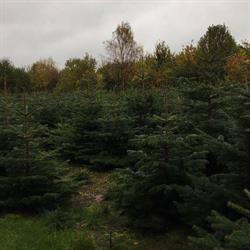 Skuderløse juletræssalg, Haslev åbningstider