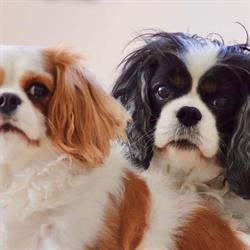 Hundeparadiset.dk, Vojens åbningstider