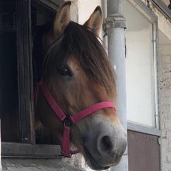 Karuplund Ridecenter midt Sj., Jystrup Midtsj åbningstider