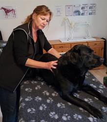 Hund I Balance, Hillerød åbningstider