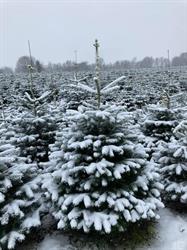 Karlshus Juletræer, Bredsten åbningstider