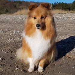 Ruggaards Hundesalon, Daugård åbningstider