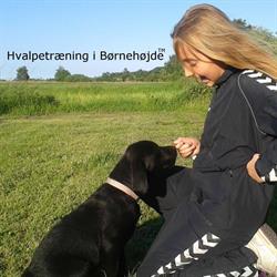 Hvalpetræning i Børnehøjde Hundepension i Randers (Sø) åbningstider