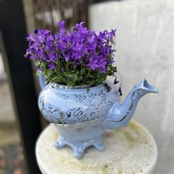 Piccobello Bed & Breakfast, Valløby Køge, åbningstider