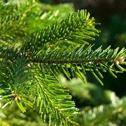 Bredstrup Juletræer & Pyntegrønt, Otterup åbningstider