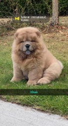 Hundesalonen Igucci i København (S) åbningstider