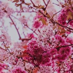 Pink Vibes, Haslev åbningstider