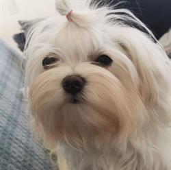 Malteser Kennel HOUSEOFDELSAMBA, Roslev åbningstider