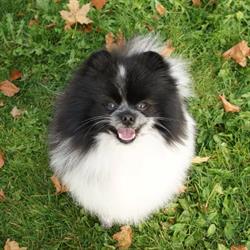 Sofiesminde Hundesalon, Give åbningstider