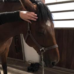 Equa-massage i Odense (Sø) åbningstider