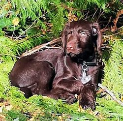 Hundekælderen ApS, Kolding åbningstider