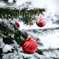 Sandkro Juletræer, Rødekro åbningstider
