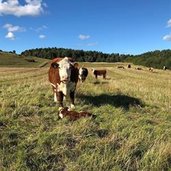 Mols Bjerge Hereford, Ebeltoft åbningstider
