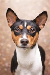 Hunden.dk, Hobro åbningstider