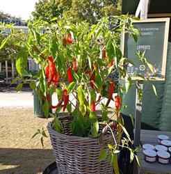 Lipperts Landbod - Chilispecialiteter, Grevinge åbningstider