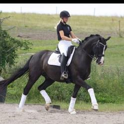 Nordskov Dressage, Gislev åbningstider