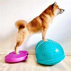 Hunde Fitness ApS, Brørup åbningstider