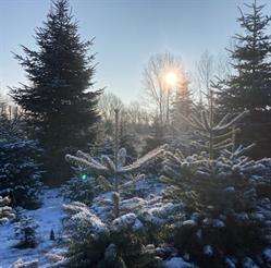 Vamdrup Juletræer, åbningstider