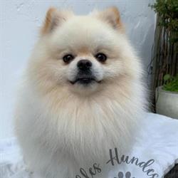 Milles Hundesalon, Skælskør åbningstider