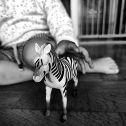 Den spættede zebra, Næstved åbningstider