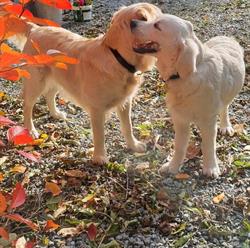 Hundefristedet, Fjerritslev åbningstider