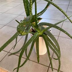 Pernille's Aloe vera, Bjerringbro åbningstider