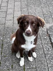 Workingdog.dk, Slangerup åbningstider