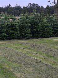 Juletræer fra melholt plantage, Asaa åbningstider