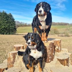 Brændholt Hundebane - træning og leg, Aarup åbningstider