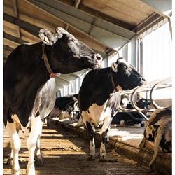 van Heesch Dairy Partnership, Skive åbningstider
