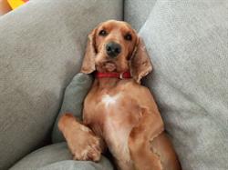 Annies Hundesalon, Roskilde åbningstider