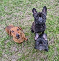 Terslev Hundepension, Haslev åbningstider