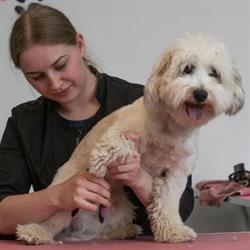 Sesse's hundesalon, Haderslev åbningstider