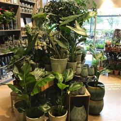 Amy's Blomster i Søborg (N) åbningstider