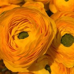Blomsterforretningen Viggo Jørgensen ApS i Helsinge (N) åbningstider