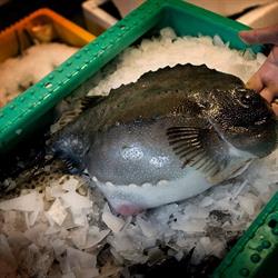 Dagens Fisk i København (Ø) åbningstider